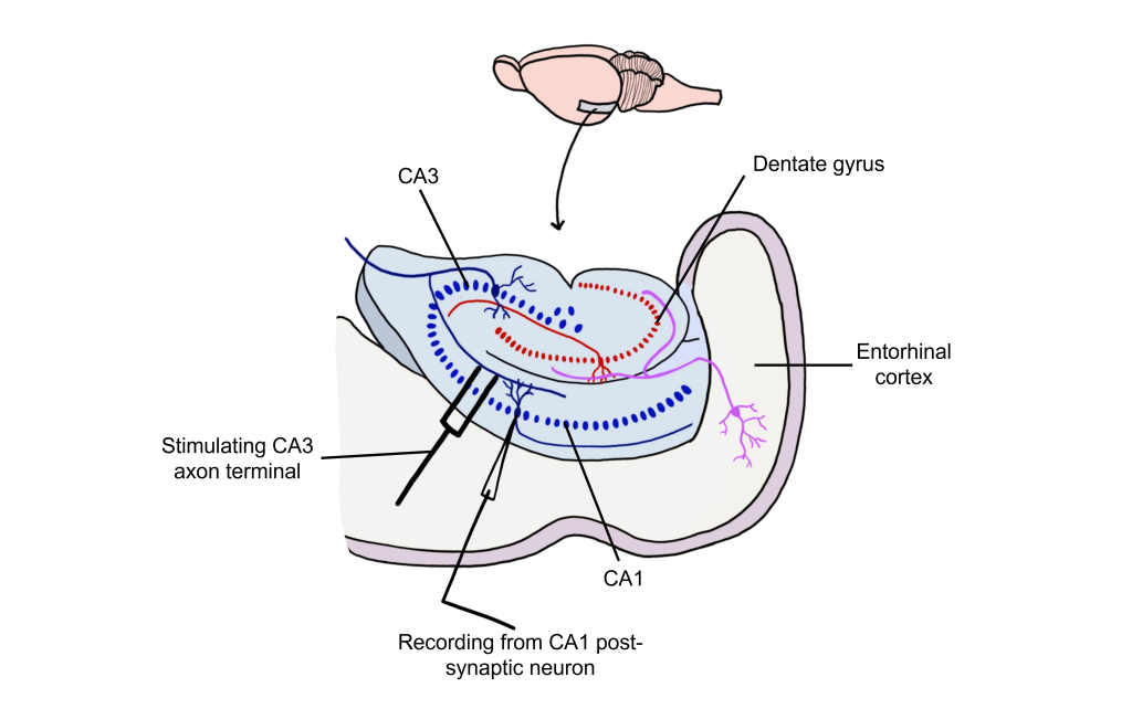 Image of the hippocampus and the placement of stimulating and recording electrodes to measure LTP in the Schaffer collateral. Details in caption and text.