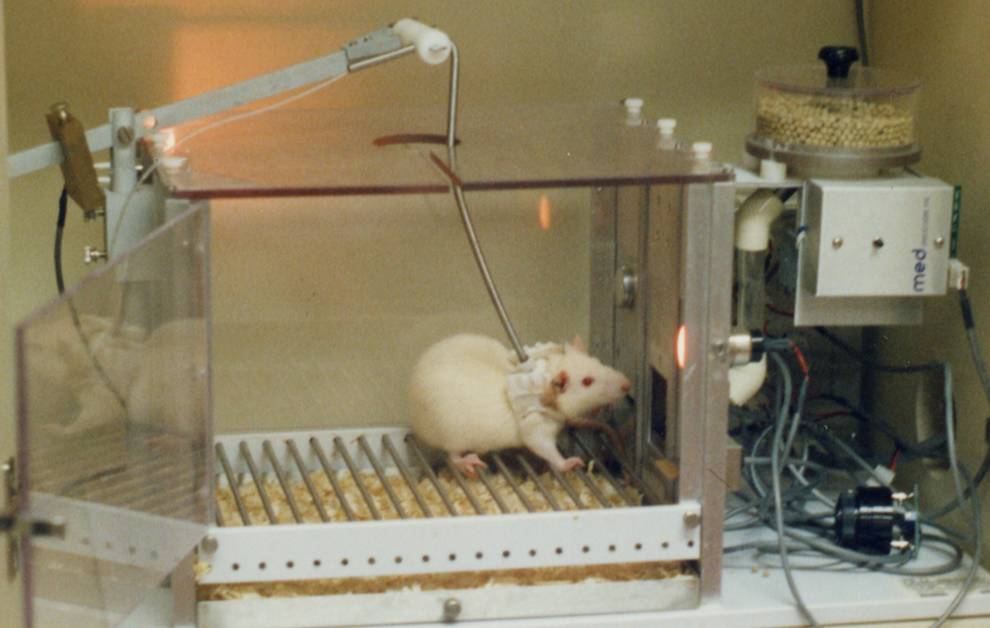 Image of an operant conditioning chamber with a rat. Details in caption and text.