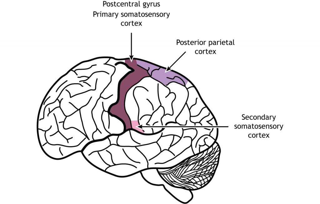Illustration of the brain showing the location of the primary and secondary somatosensory cortices and the posterior parietal cortex. Details in caption.