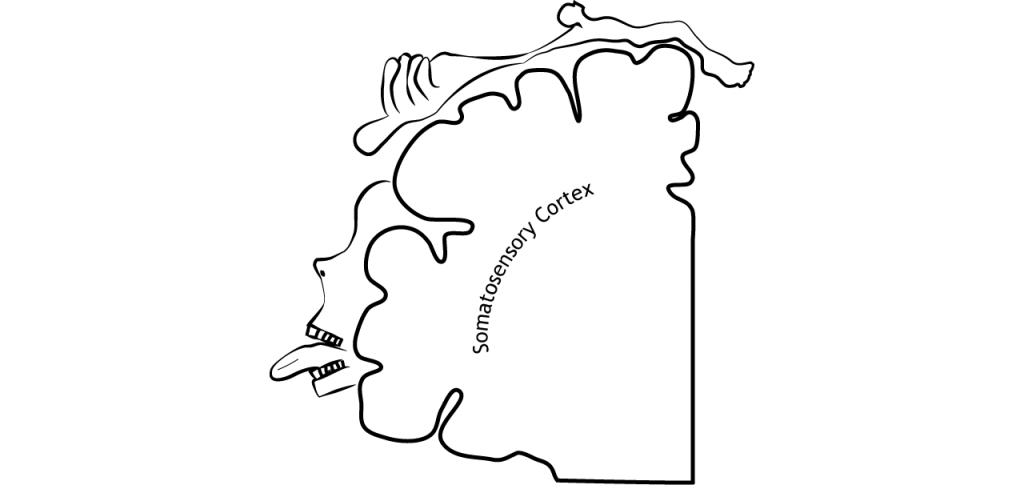 Illustration of somatosensory cortex showing location of body regions on the cortex. Details in caption.