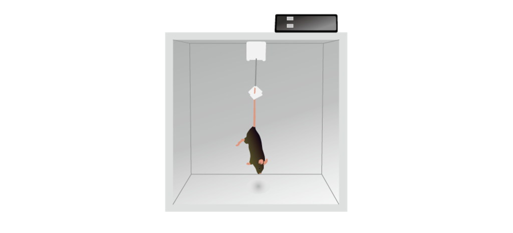 Image of a rodent in a tail suspension test. Details in caption and text.