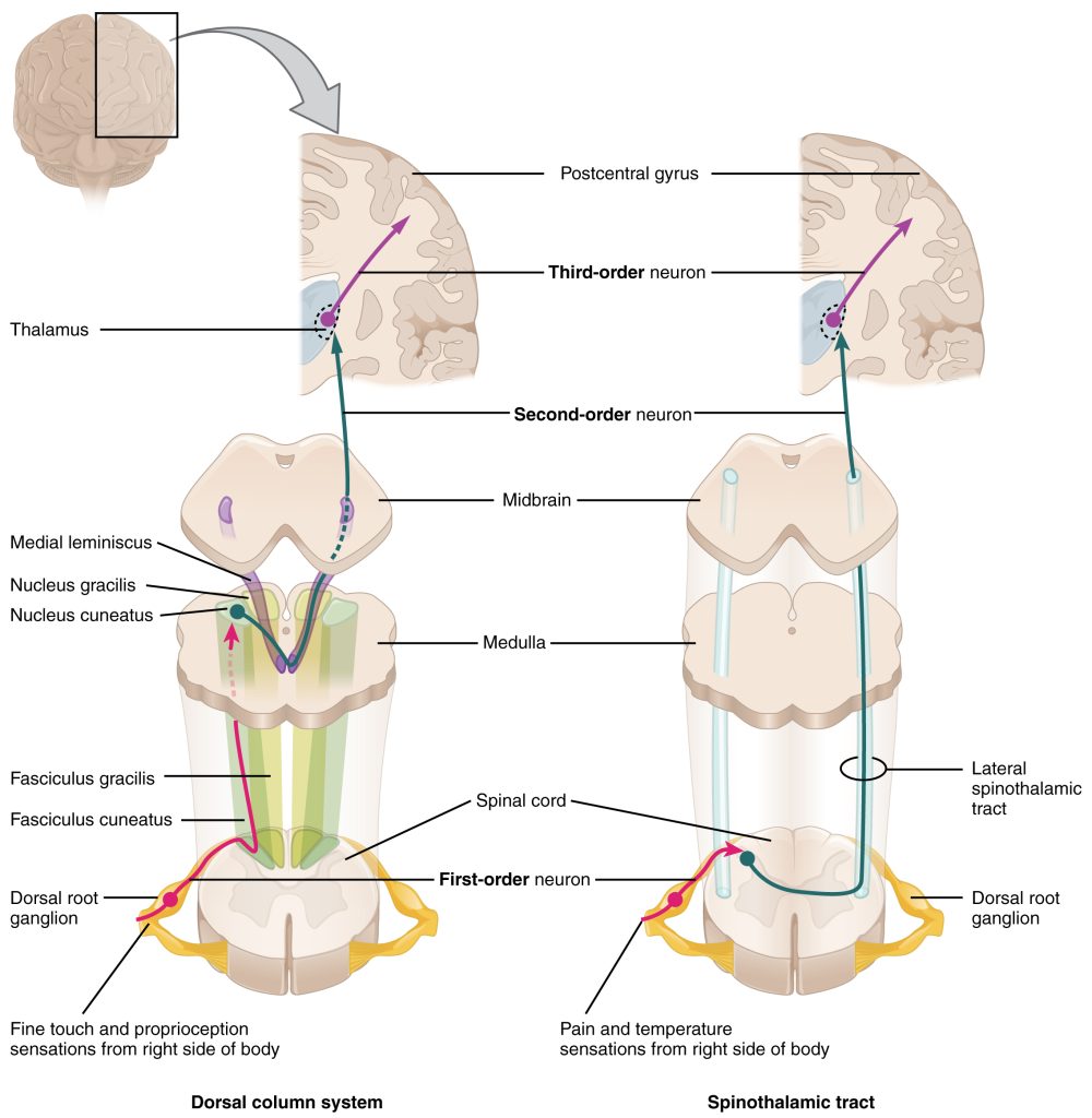 Image comparing the touch and pain sensory central pathways. Details in text and caption.