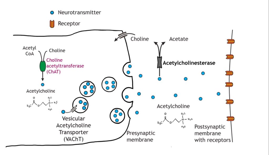 Image of acetylcholine synthesis and signaling at the synapse. Details in caption and text.