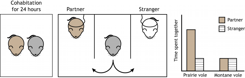 Illustration of the partner preference test and results in voles. Details in text and caption.