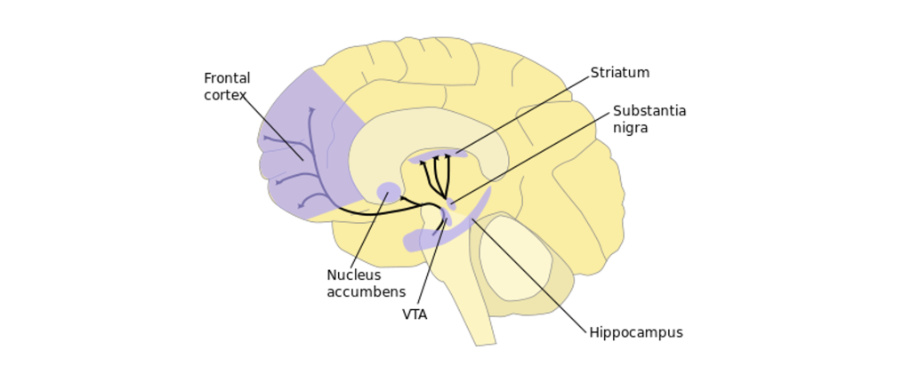 Dopamine pathways in the brain. Details in caption and text.