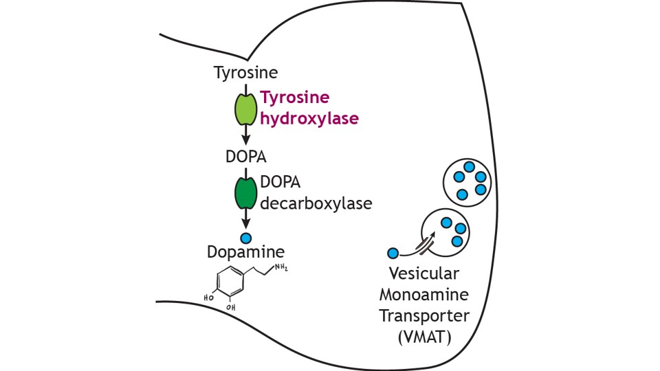 Image showing the dopamine synthesis pathway. Details in caption and text.