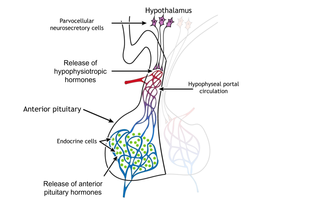 Illustration showing hormone release from the anterior pituitary. Details in text and caption.