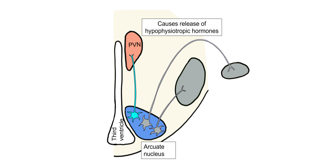 Image of high leptin humoral response. Details in caption and text.