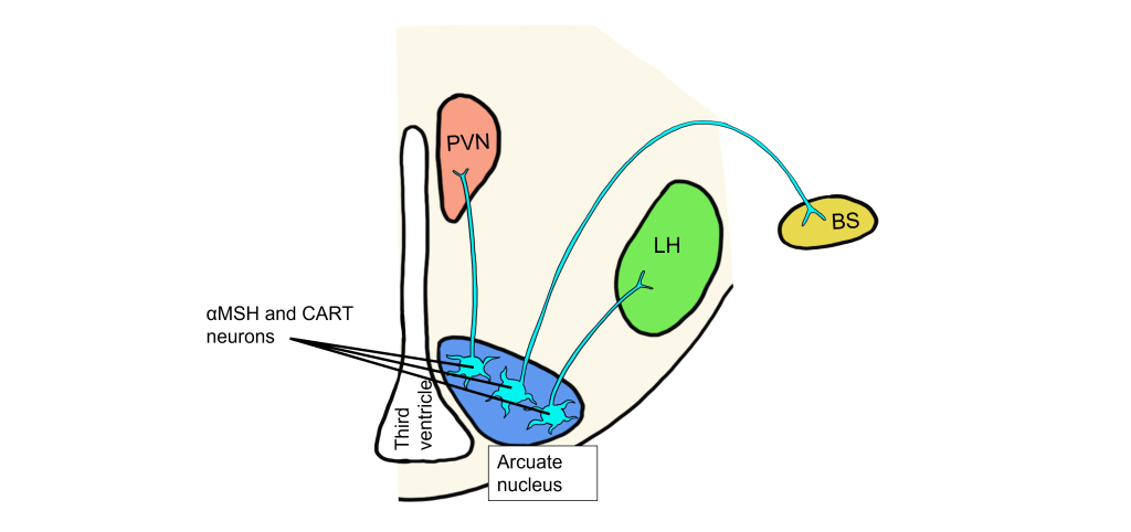 Image of aMSH and CART projecting neurons from the arcuate nucleus. Details in caption and text.