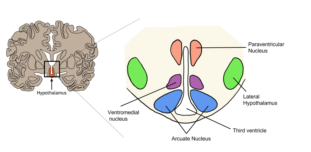 Image of the hypothalamic nuclei. Details in caption and text.