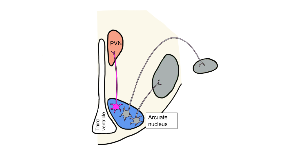 Image of low leptin humoral response. Details in caption and text.
