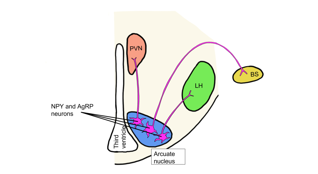 Image of AgRP and NPY projecting neurons from the arcuate nucleus. Details in caption and text.