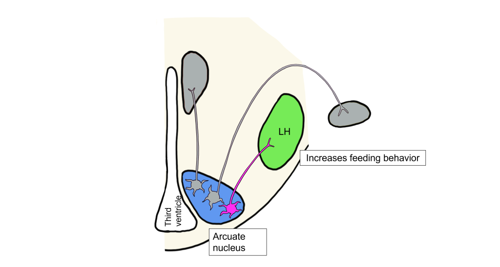 Image of low leptin somatic motor response. Details in caption and text.