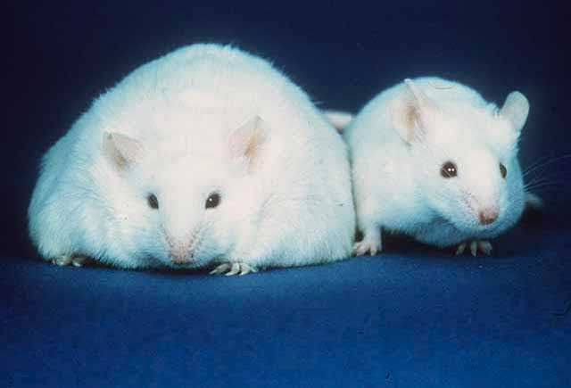 Picture of an ob / ob mouse and a normal mouse. Details in caption and text.