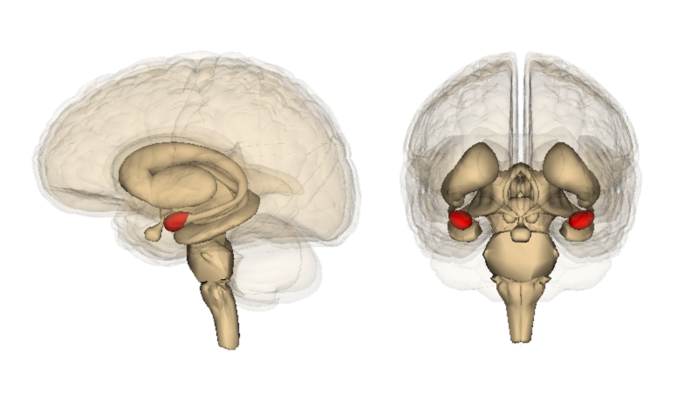 Image of the amygdala. Details in caption and text.