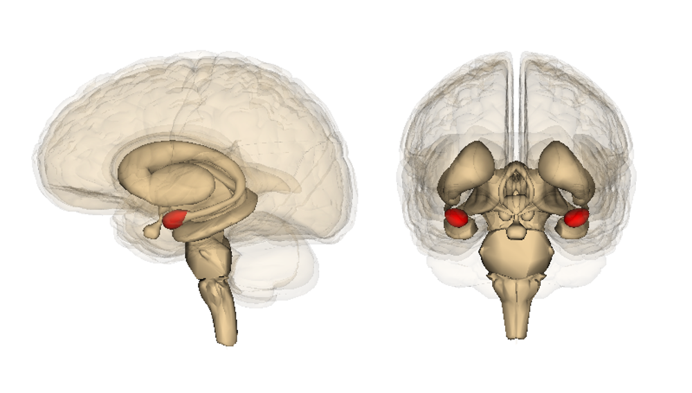 Image of the amygdala. Details in caption and text. 