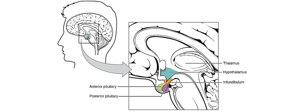 Image of the hypothalamus and pituitary gland. Details in caption and text.