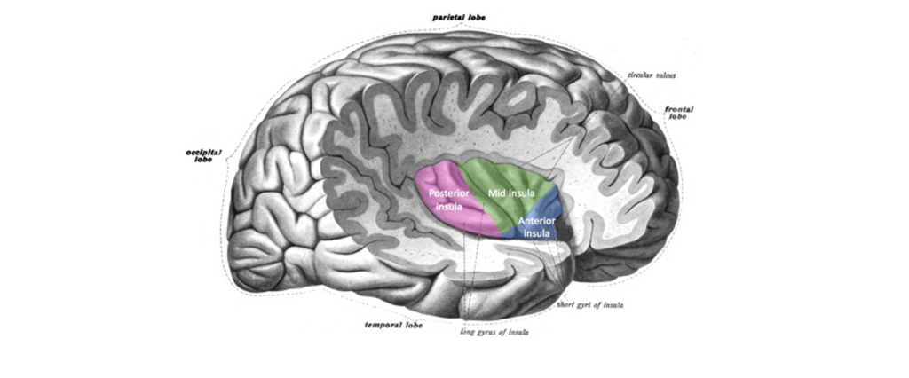 Image of the insula. Details in the caption and text.