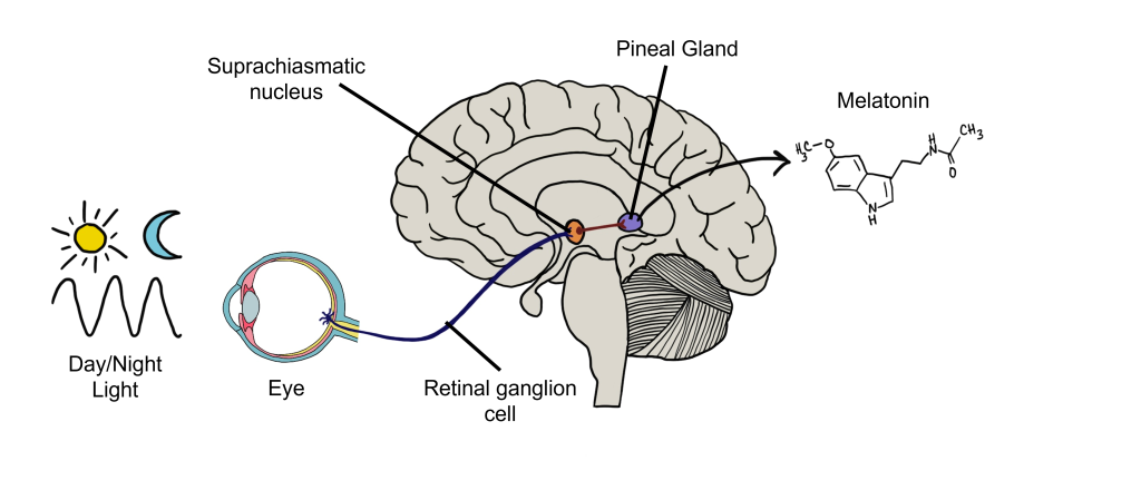 Image of the retinohypothalamic tract with projections to the suprachiasmatic nucleus and the pineal gland. Details in caption and text.