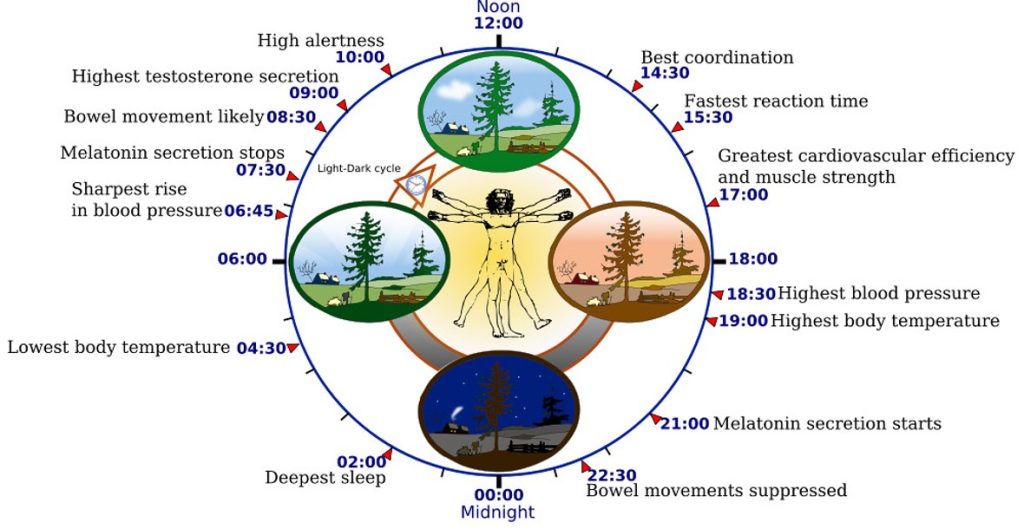 Image of the circadian rhythms of the human body. Details in caption and text.