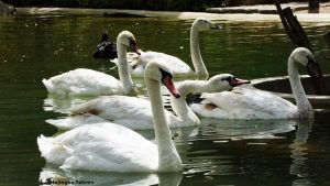swan in al man made lake in tehran