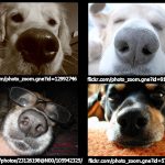 dogs with image of their nose