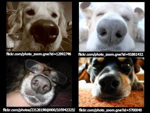 dogs with image of their nose