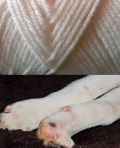 white yarn and dog legs with white fur